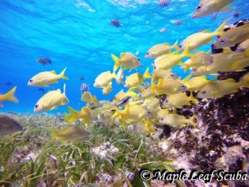A school of French Grunt Fish at La Francesa Reef with Maple Leaf Scuba in Cozumel, Mexico