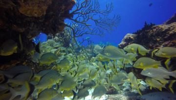 Why Dive Cozumel?