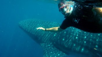 Snorkeling with whale sharks near Isla Mujeres, Mexico through Maple Leaf Scuba