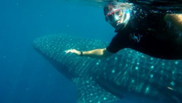 Snorkeling with whale sharks near Isla Mujeres, Mexico through Maple Leaf Scuba