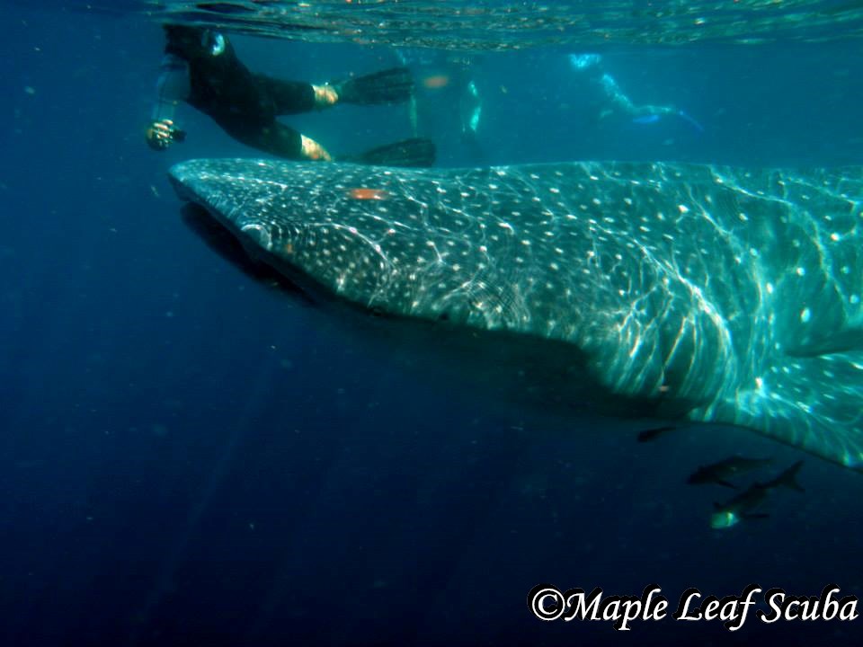 Maple Leaf Scuba Cozumel Daily Diving and Dive Instruction